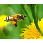 včelařské potřeby